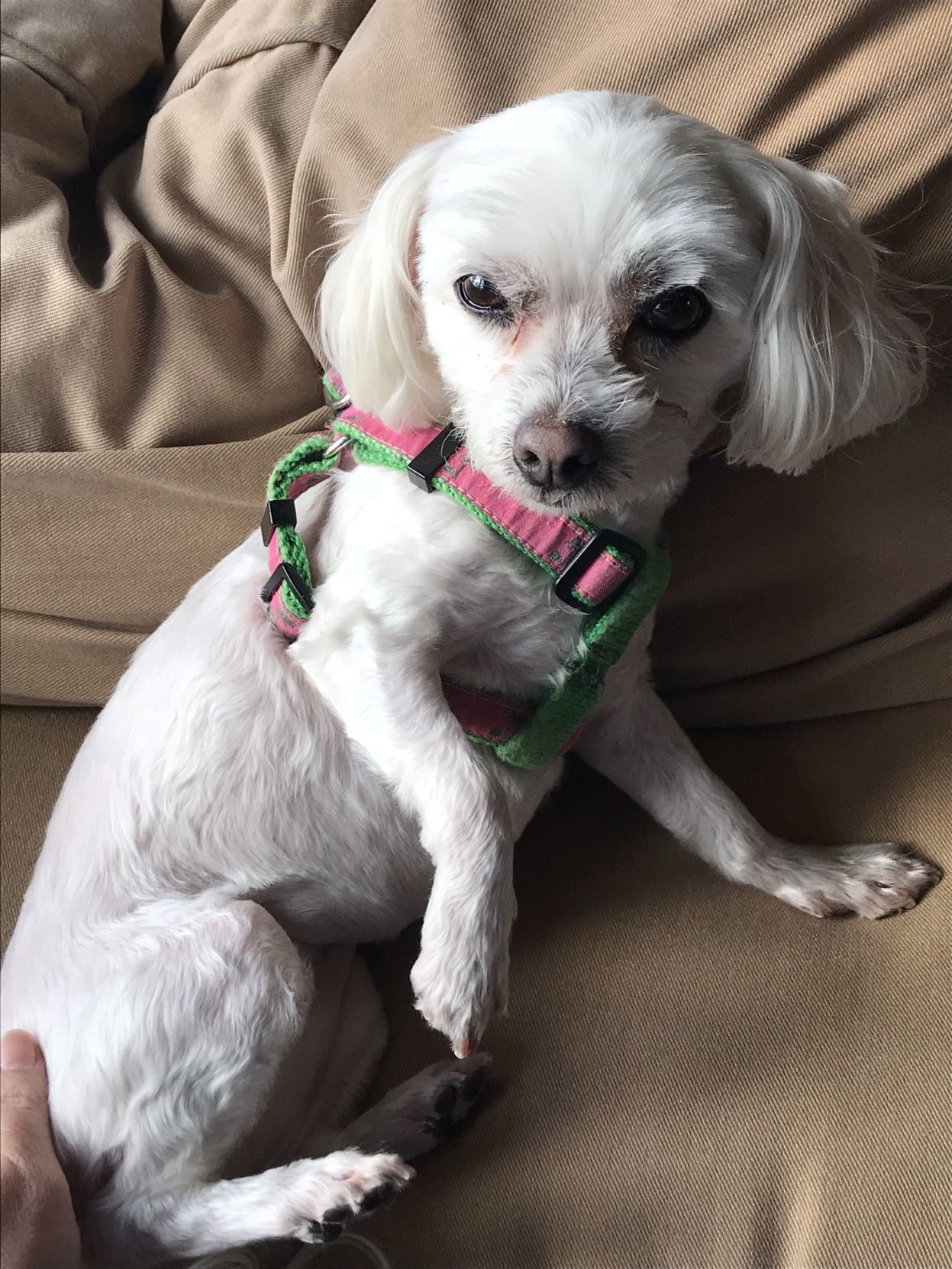 Lily Belle